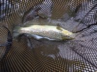 Brown trout