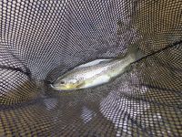 Brown trout