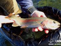 Ansel Orr - Fly Fishing - Krka - Urko Fishing Adventures - Slovenia