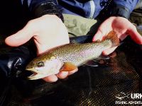 Ansel Orr - Fly Fishing - Krka - Urko Fishing Adventures - Slovenia