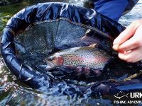 Ansel Orr - Fly Fishing - Krka - Urko Fishing Adventures - Slovenia