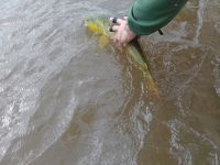 Foto de pesca con mosca