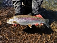 Fly fishing picture