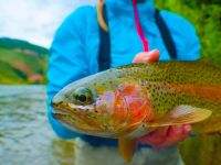 Fly fishing picture