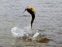 Foto de pesca con mosca