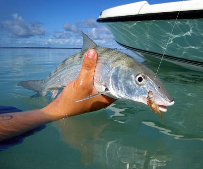 SOUTH” A bonefish story from Turks & Caicos – British West Indies