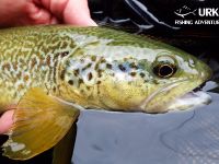 Fly Fishing - Učja - Urko Fishing Adventures - Slovenia