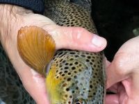 Wild Brown Trout