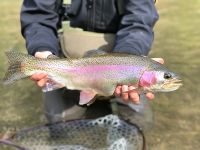 Wild Rainbow Trout