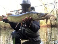 Pa Muskie #2