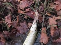 Pa Muskie #1