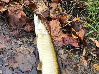 Pa Muskie #2