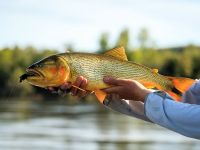 Foto de pesca con mosca