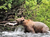 Fly fishing picture