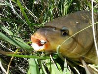 Foto de pesca con mosca