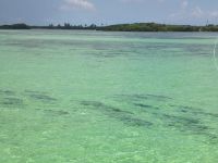 School of tarpon swimming down the beach..