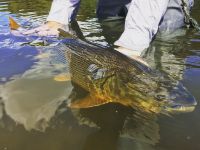 Fly fishing picture