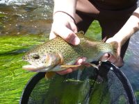 Amazing colorful rainbow trout