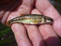 Just a minnow...