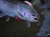 Fly fishing picture