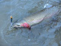 Fly fishing picture