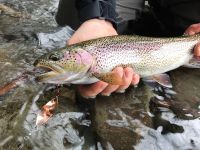 Nice little cutthroat 