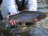 Steelhead