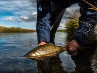 Fly fishing picture