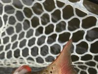 A beautiful Stream bred Brown Trout