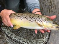 Pa Brown Trout