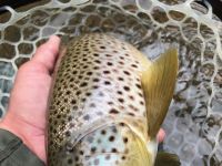 Pa Brown Trout