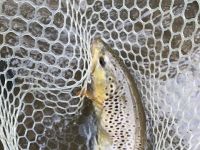 Pa Brown Trout