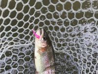 Pa Rainbow Trout