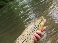 Pa Brown Trout