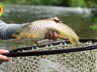 Pa Brown Trout