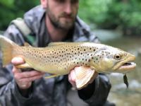 Ryan Wild Pa Brown Trout