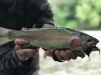 Pa Rainbow Trout