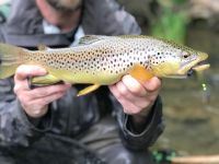 Pa Wild Brown Trout