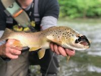 Pa Wild Brown Trout