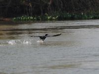 LA competencia del Río... Biguas