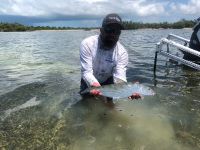 Lower keys bonefish 