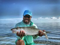 Fat bonefish 