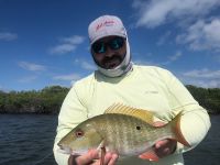 Biscayne Mutton snapper