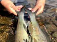 Foto de pesca con mosca