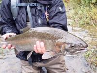 Lake Erie Steelhead 