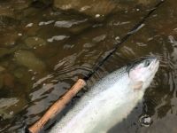 Lake Erie Steelhead