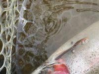 Lake Erie Steelhead