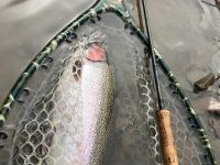 Steelhead