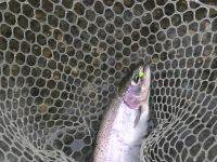 Steelhead 