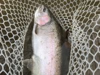 Fat Steelhead